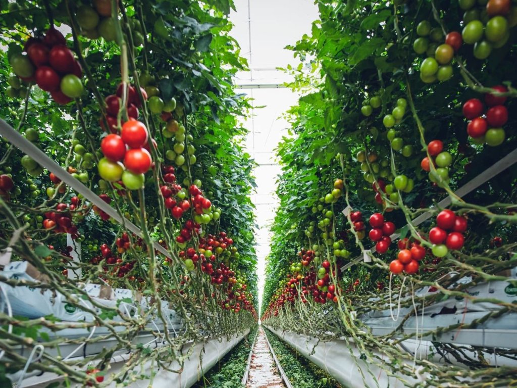 Vertical farming revolutionizing food security in megacities.