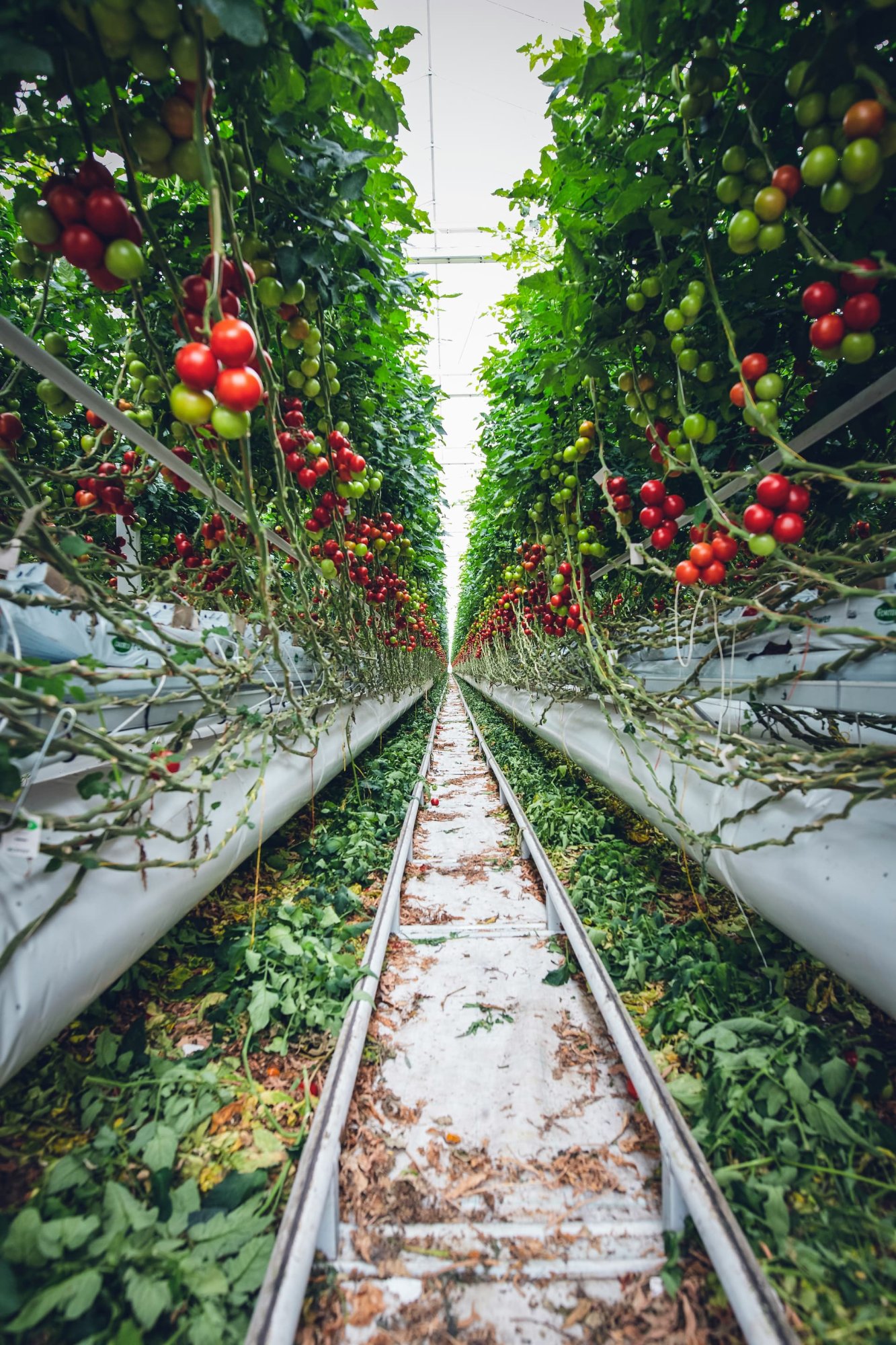 Vertical farming revolutionizing food security in megacities.