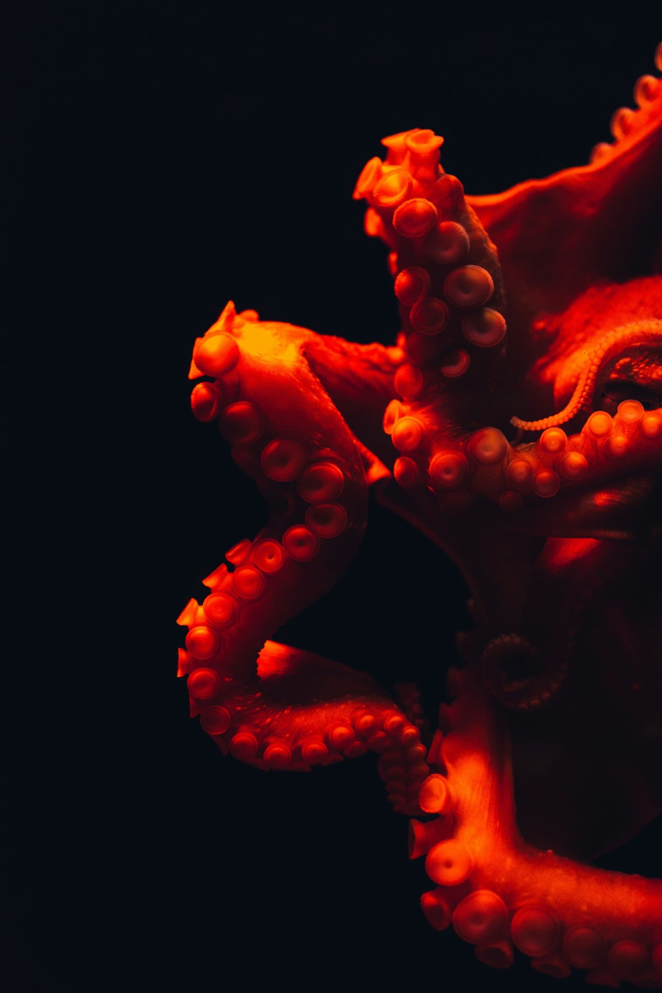 Deep-Sea Exploration: The discovery of unique ecosystems around hydrothermal vents.