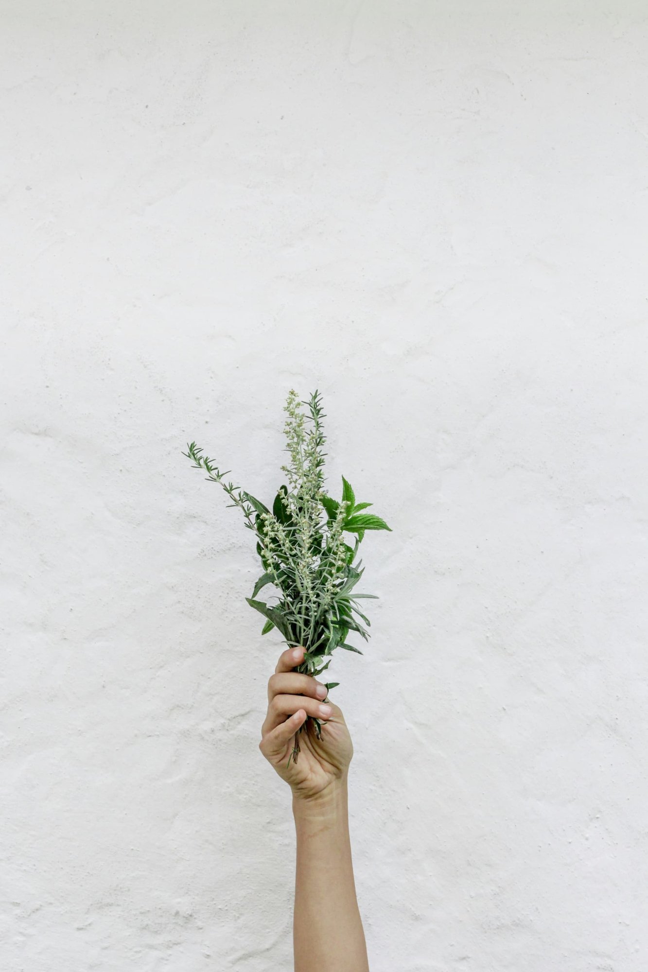 The resurgence of traditional herbal medicine in modern pharmacology.